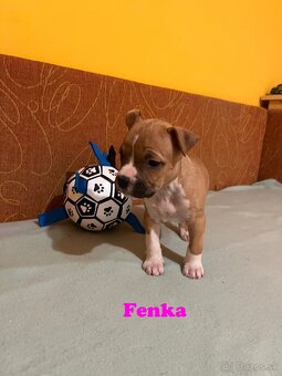 Americky Stafordšírský Terier šteniatka - 10