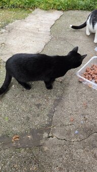 Darujem mačičky - 10