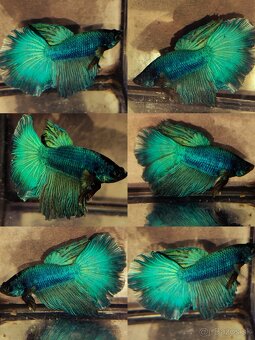 Betta Splendens - Bojovnica Pestrá. - 10