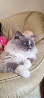 Ragdoll koťátka bez PP - 10