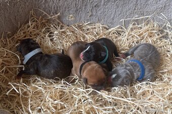 Americký stafordsirsky terier, Stafford, amstaf - 10