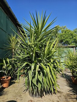 Citrusy palmy olivovniky bananovniky juky agave - 10