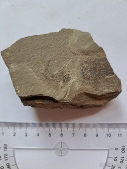 Zbierka fosílií - 10