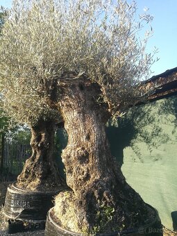 Olivovník bonsai - 10