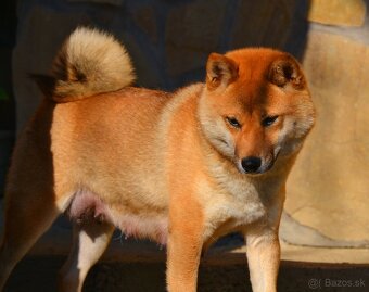 SHIBA INU - nádherne veselé šteniatka - 10