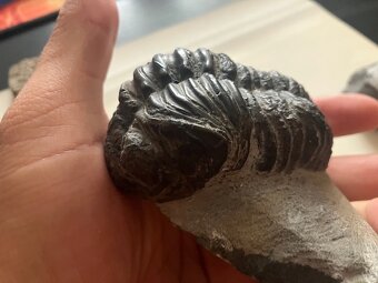Fosília, skamenelina, trilobit - inzerát č.11 - 10