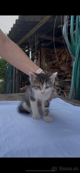 Darujeme krásne mačiatka do dobrých rúk 🐾 - 10