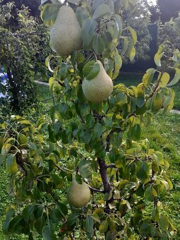 Záhrada v Ružinove - 10