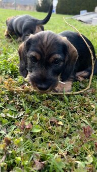 Jezevčík drsnosrstý trpasličí/králičí - 10