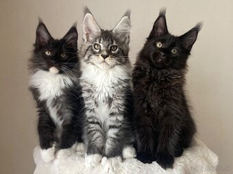 Mainská mývalia, Maine Coon , MCO s PP - 10