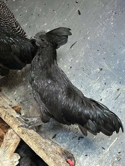Predám Kohúty a sliepky AYAM CEMANI - 10
