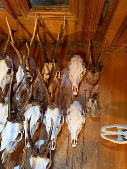 Poľovnícke trofeje - 10