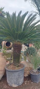 Stredomorské rastliny a palmy - 10