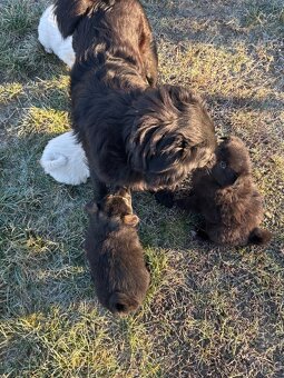 Šteniatka hľadaju domov - 10