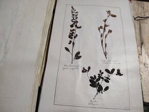 Starožitný Herbár 1892 , 392 exemplárov - 10