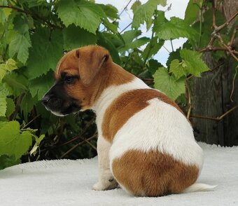 Jack Russel Terier - 10