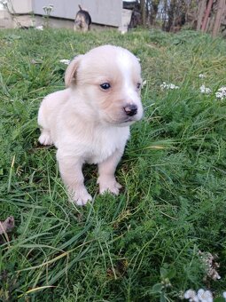 Ponúkam šteniatka. - 10