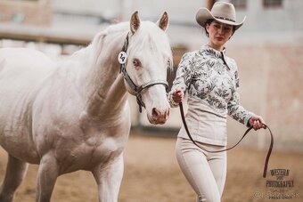 Ponúkam pripúštanie Cremello AQH žrebcom - 10