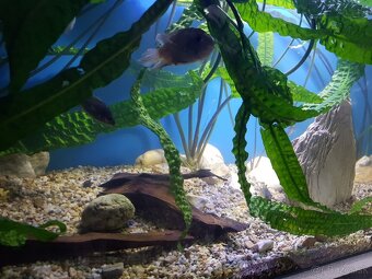 akvarijné rastliny Cryptocoryny - 10