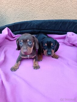 Jazvečík trpaslici - 10