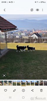 Border kolia - 10