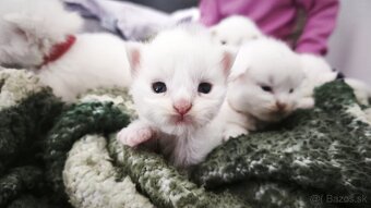 Maine coon Mainska myvalia mačka mačiatka - 10