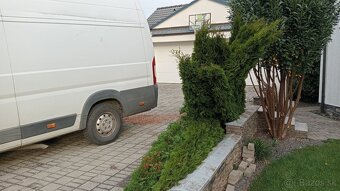 Tuja Smaragd, vavrínovec, červienka, gaštan - Prešov - 10