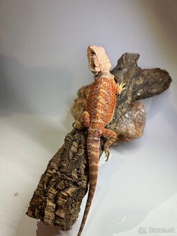 Agama bradatá - 10