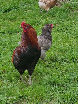Predám nasadové vajíčka araucana - 10
