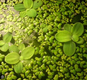 Akvariove rastliny - 10