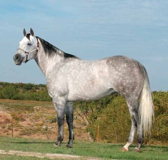 AQH TOP klisna po PG Gunpowder - 10