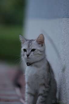 Mačiatka - matka britská činčila - 10