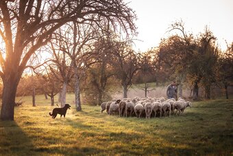 Šteniatka plemena Beauceron (Berger de Beauce) - 10