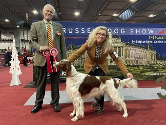 Írsky červenobiely seter - exkluzívne šteniatko - 10