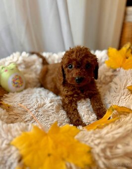 Dark Red miniature / Poodle / Pudlik / Poodel / pudel /pudl - 10