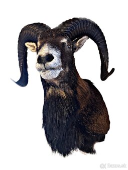 Na predaj – Taxidermy muflón - 10