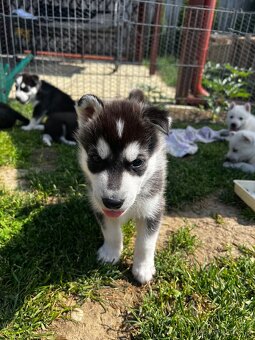 Husky - 10