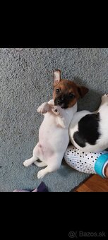 Jack Russel Teriér šteniatka - 10