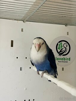 Agapornis Roseicollis - 10