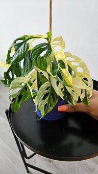 Monstera adansonii veriegata - izbova rastlina - 10