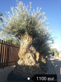 Olivovník bonsai - 10