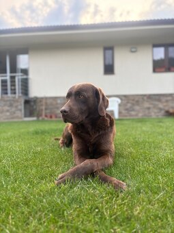 Čokoladovy labrador na krytie. - 10