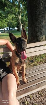 Belgický ovčiak malinois - 10