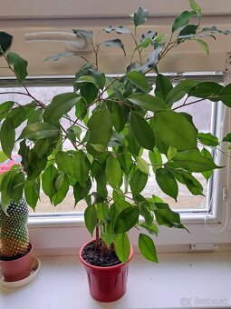 Ficus Benjamina a iné - 10