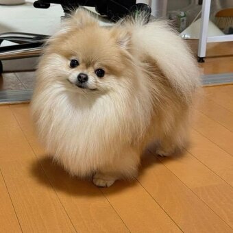 Pomeranian mini - 10