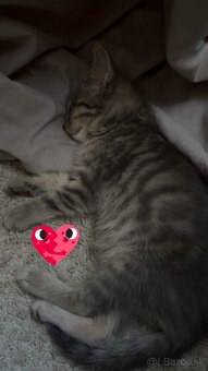 🐾domáca mačka🐾menom Oliver🐈 - 10