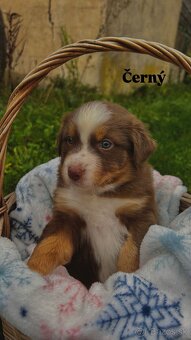 Australský ovčák bez PP - 10