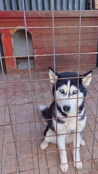 Darujem Sibírsky Husky - 10