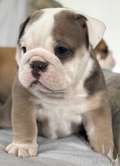 Anglicky Bulldog-steniatka - 10