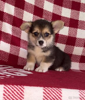 Welsh Corgi Pembroke - 10